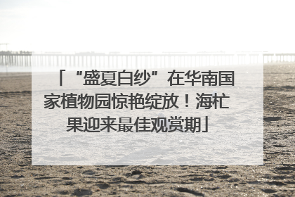 “盛夏白纱”在华南国家植物园惊艳绽放！海杧果迎来最佳观赏期