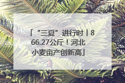 “三夏”进行时丨866.27公斤！河北小麦亩产创新高