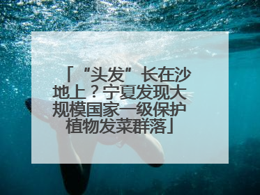 “头发”长在沙地上？宁夏发现大规模国家一级保护植物发菜群落