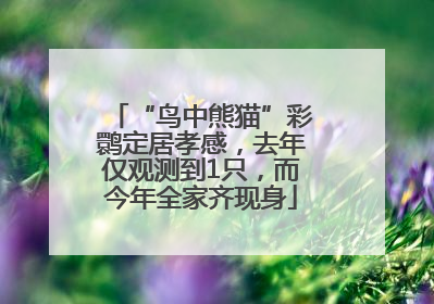 “鸟中熊猫”彩鹮定居孝感，去年仅观测到1只，而今年全家齐现身