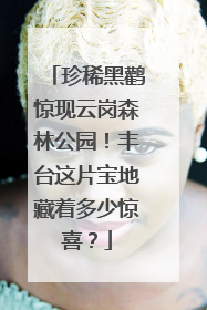 珍稀黑鹳惊现云岗森林公园！丰台这片宝地藏着多少惊喜？