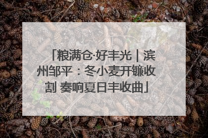 粮满仓·好丰光｜滨州邹平：冬小麦开镰收割 奏响夏日丰收曲