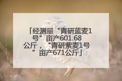 经测量“青研蓝麦1号”亩产601.68公斤，“青研紫麦1号”亩产671公斤