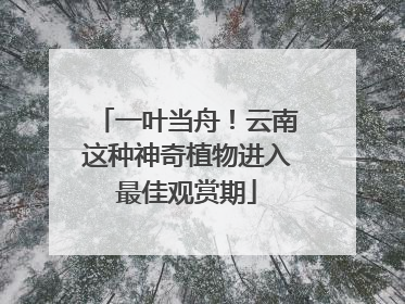 一叶当舟！云南这种神奇植物进入最佳观赏期