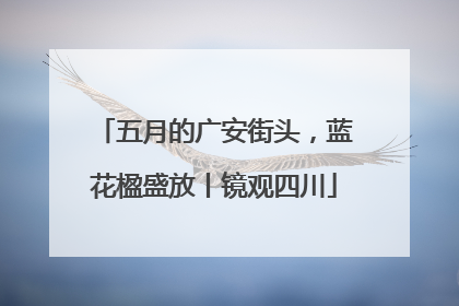 五月的广安街头，蓝花楹盛放丨镜观四川