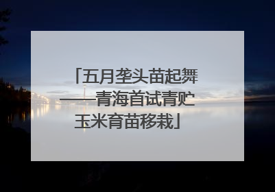 五月垄头苗起舞——青海首试青贮玉米育苗移栽