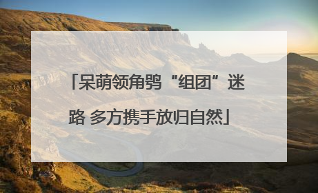 呆萌领角鸮“组团”迷路 多方携手放归自然