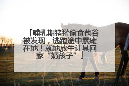 哺乳期猪獾偷食苞谷被发现，逃跑途中累瘫在地！就地放生让其回家“奶孩子”
