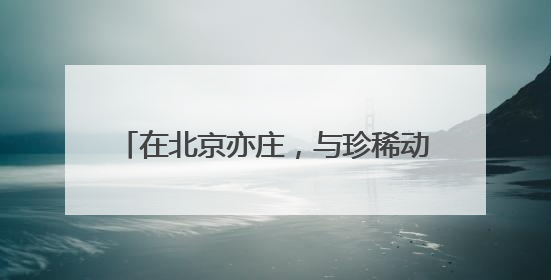 在北京亦庄，与珍稀动物的“下一代”相遇