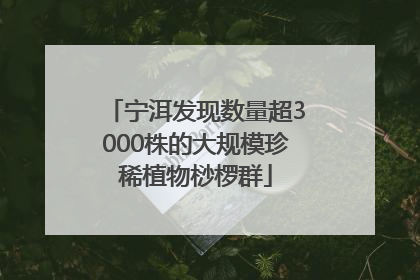 宁洱发现数量超3000株的大规模珍稀植物桫椤群