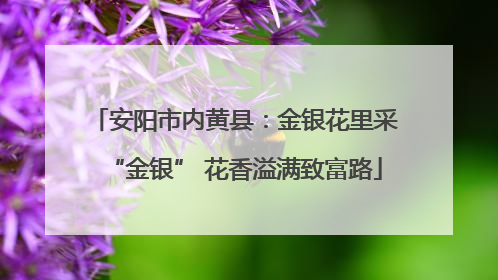 安阳市内黄县：金银花里采“金银” 花香溢满致富路