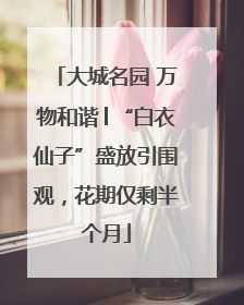 大城名园 万物和谐│“白衣仙子”盛放引围观，花期仅剩半个月