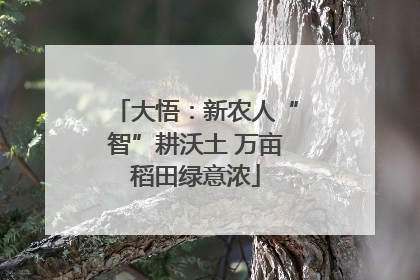 大悟：新农人“智”耕沃土 万亩稻田绿意浓