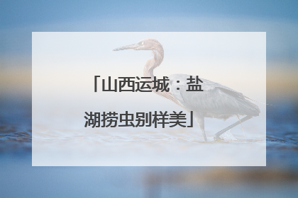 山西运城：盐湖捞虫别样美
