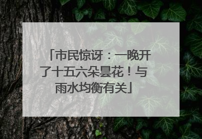 市民惊讶：一晚开了十五六朵昙花！与雨水均衡有关