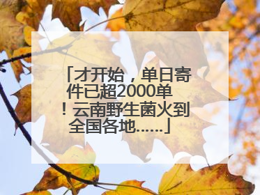才开始，单日寄件已超2000单！云南野生菌火到全国各地……