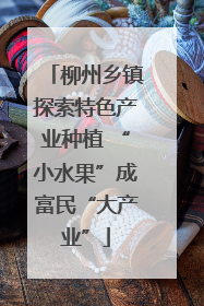 柳州乡镇探索特色产业种植 “小水果”成富民“大产业”