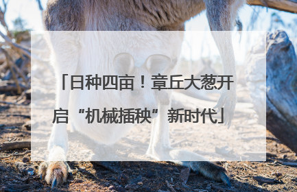 日种四亩！章丘大葱开启“机械插秧”新时代