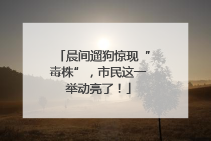 晨间遛狗惊现“毒株”，市民这一举动亮了！