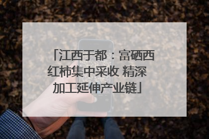 江西于都：富硒西红柿集中采收 精深加工延伸产业链