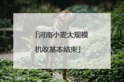 河南小麦大规模机收基本结束