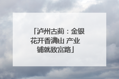 泸州古蔺：金银花开香满山 产业铺就致富路