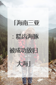 海南三亚：糙齿海豚被成功放归大海