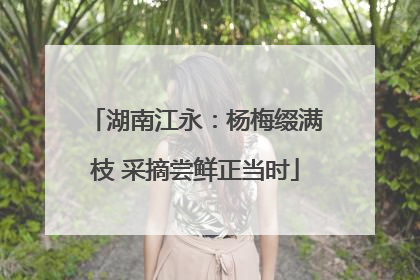 湖南江永：杨梅缀满枝 采摘尝鲜正当时