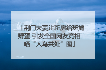 荆门夫妻让新房给斑鸠孵蛋 引发全国网友竞相晒“人鸟共处”图