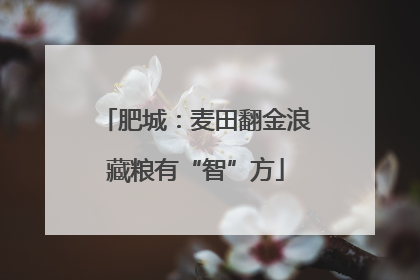 肥城：麦田翻金浪藏粮有“智”方