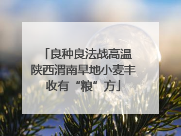 良种良法战高温 陕西渭南旱地小麦丰收有“粮”方