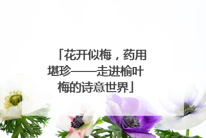 花开似梅，药用堪珍——走进榆叶梅的诗意世界