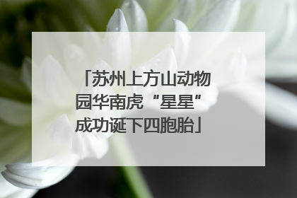 苏州上方山动物园华南虎“星星”成功诞下四胞胎