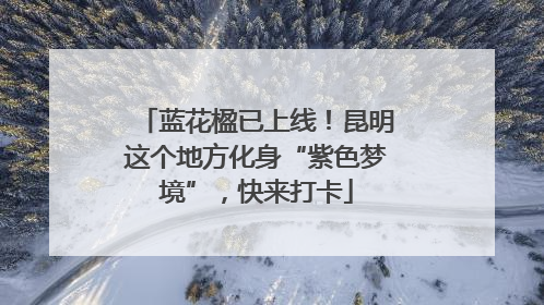 蓝花楹已上线！昆明这个地方化身“紫色梦境”，快来打卡