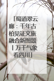 蜀道翠云廊：千年古柏见证文旅融合新图景丨万千气象看四川