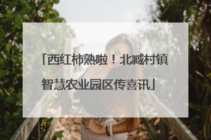西红柿熟啦！北臧村镇智慧农业园区传喜讯