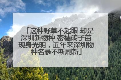 这种野草不起眼 却是深圳新物种 密穗砖子苗现身光明，近年来深圳物种名录不断刷新