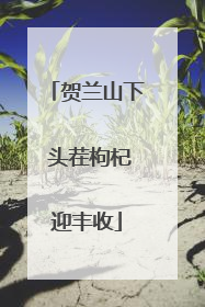 贺兰山下 头茬枸杞迎丰收