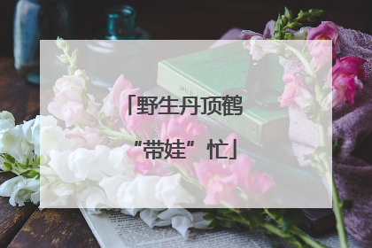 野生丹顶鹤“带娃”忙