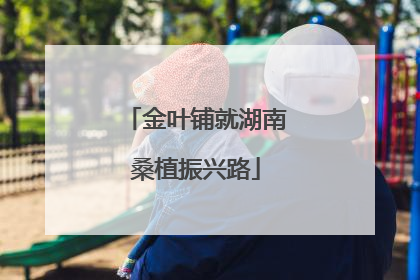 金叶铺就湖南桑植振兴路