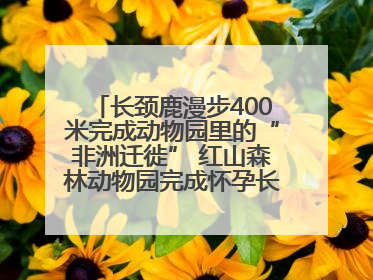 长颈鹿漫步400米完成动物园里的“非洲迁徙” 红山森林动物园完成怀孕长颈鹿步行转运