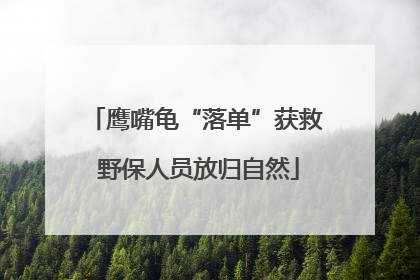 鹰嘴龟“落单”获救 野保人员放归自然