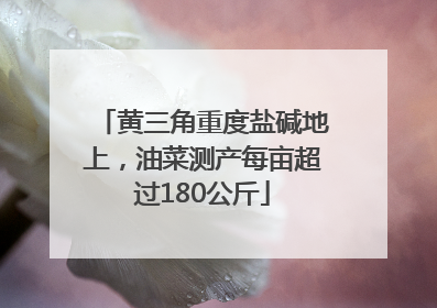 黄三角重度盐碱地上，油菜测产每亩超过180公斤