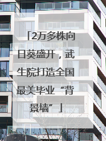2万多株向日葵盛开，武生院打造全国最美毕业“背景墙”